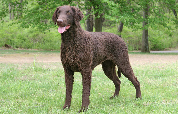 Courly Coated retriever.jpeg